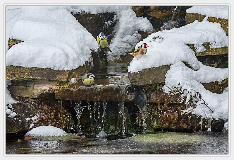 A cold bath_Tom Rose_open.jpg - Illustrate any colour - open